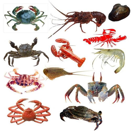 健康水產(chǎn)品與甲醛浸泡水產(chǎn)品的鑒別方法